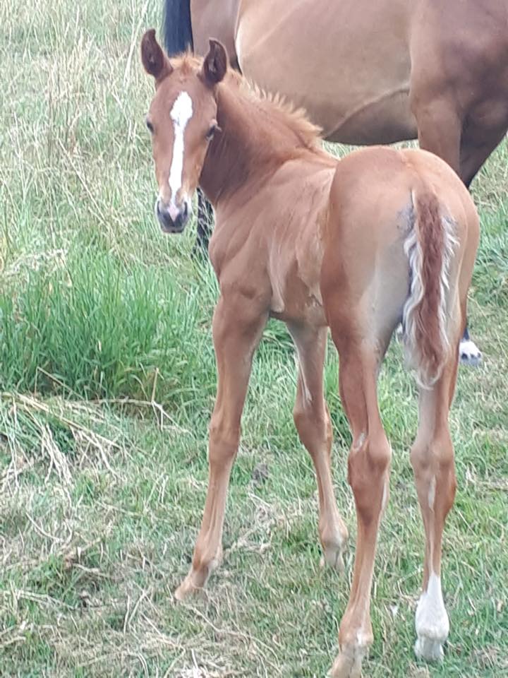 Irish Warmblood Foals